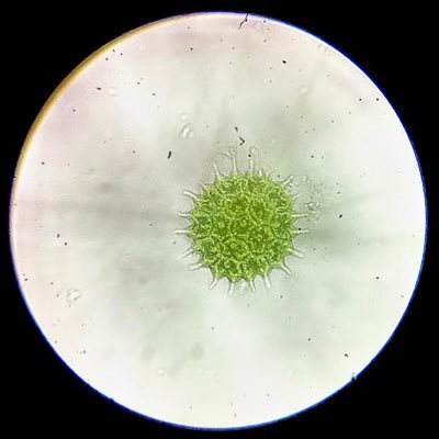 kXPokVy0H555467's profile picture. 研究者になりたい男子高校生、生物部(ニッポンバラタナゴの保護活動してます！)。好きな物は、恐竜、プランクトンです。1番好きな恐竜は、カルノタウルス！プランクトンは、フタヅノクンショウモ！ジュラシックパークではレクシィさん推しです。