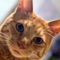 おやおやじ🌈🍽️🥗 (@oyaoyazi2434) 's Twitter Profile Photo