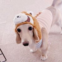 ボア (@milknogirl) 's Twitter Profile Photo