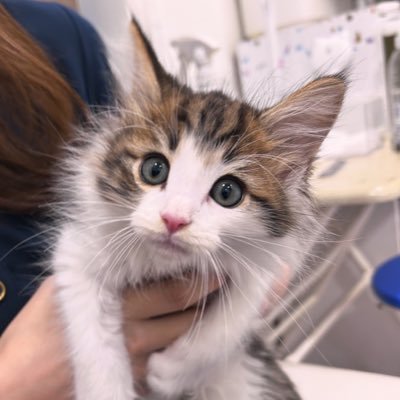 wagahai_aru's profile picture. ノルウェージャンフォレストキャットのアルです。2024/07/07生まれの男の子です。