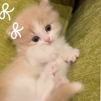 もも (@yuhi_nyan36) 's Twitter Profile Photo もも (@yuhi_nyan36) 's Twitter Profile Photo
