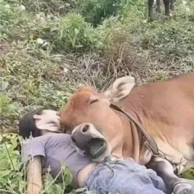 wombraiangle's profile picture. 