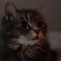 Chloe (@chloecat04) 's Twitter Profile