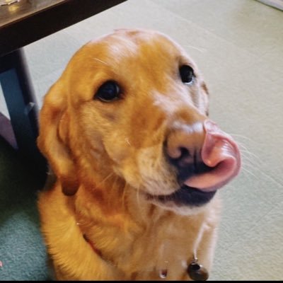 habanera0624's profile picture. 愛媛県出身。視覚障害（全盲）の主婦です。パートナーは、盲導犬のハーちゃん。今一番の趣味は折り紙。その他、読書やパン作りも。