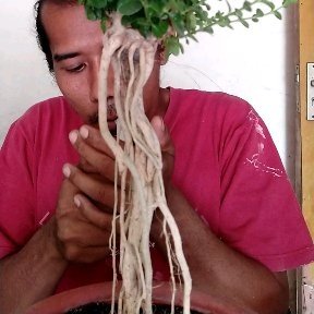 Salam 1 hobby, salam penikmat proses..
• salam bonsai pemula