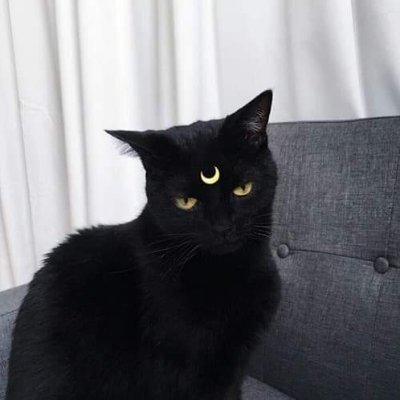 houstonlocal's profile picture. 