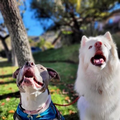 JP23177686's profile picture. No Porn, No DM, Pro Guns and Christ.