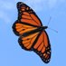 Project Butterfly (@nofixedab0de) Twitter profile photo Project Butterfly (@nofixedab0de) Twitter profile photo