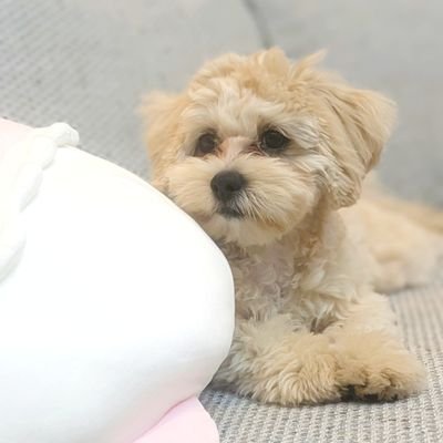 pekichamcham's profile picture. ペキニーズ×トイプードル 女の子♀︎6ヶ月🎀 2024.3.15爆誕 🐕 ͗ ͗
甘えん坊なテンション高めのおてんばガール🎀 飼い主育犬ノイローゼから生還😇