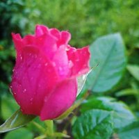 A FLOWER 🌹 (@caravel7dq) 's Twitter Profile Photo A FLOWER 🌹 (@caravel7dq) 's Twitter Profile Photo