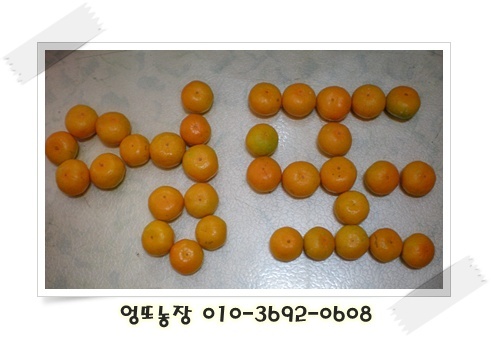 kcg0608's profile picture. 제주 서귀포에서 감귤농사 짓고 있는 농부입니다.