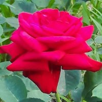 Zorjka #Stranger #Omir (@zorjka4) 's Twitter Profile