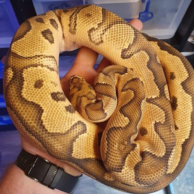 BPython80906's profile picture. 
