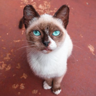 ZamirLap's profile picture. Web 3 surfer