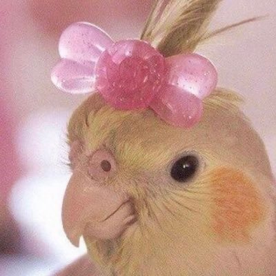 I‘m here for the gifs, threads, and ao3 lists // Luke Newton Nation // deep Polin brainrot // sharing other peoples art cause I am sadly a non talented mf