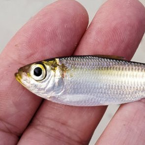 HlRSTE's profile picture. 