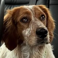 Richard I. Ingram  (@ringram1229) 's Twitter Profile