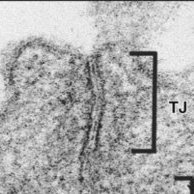 PetrovicLab @ UCLA (@petroviclab) 's Twitter Profile