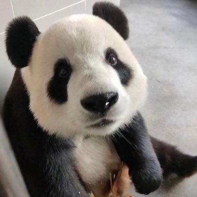 TianLi49168129's profile picture. League of Legends && Dead by Daylight Fan