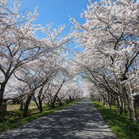 月光蝶 (@best_sleepest) Twitter profile photo