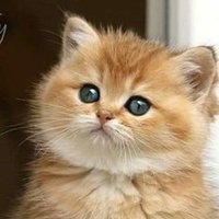 Belkıs (@belkis0144) 's Twitter Profile Photo Belkıs (@belkis0144) 's Twitter Profile Photo