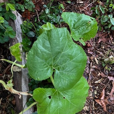 LawrenceTa88376's profile picture. 