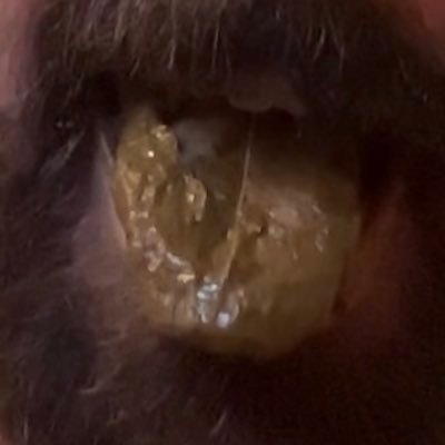 Masterspiggie's profile picture. Hello all, just a filthy pig looking to explore its interests and be degraded and humiliated. 18+ only.