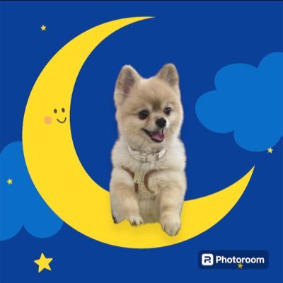 うーちゃん　手のひらペット 遊びたいうーちゃん🩵#ミニチュアダックス #ビジョンフリーゼ