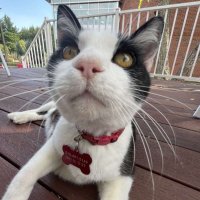 george da cat (@georgecampuscat) 's Twitter Profile
