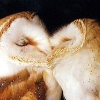 cas (@kiciusje) 's Twitter Profile