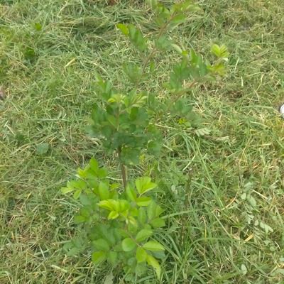 tuyaenvinagremx's profile picture. .