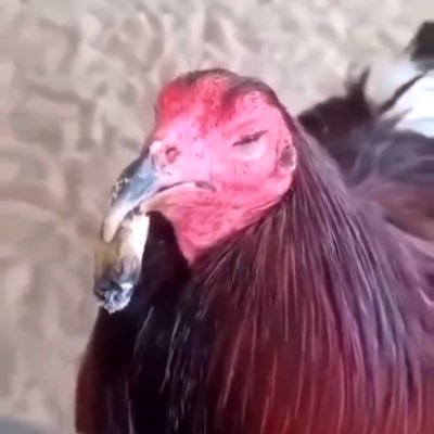 Dreal420247's profile picture. Mr Veggie, gardening, crypto, meditation medication 420247, gaming