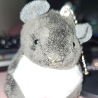 流華 (@rukakopanti) Twitter profile photo