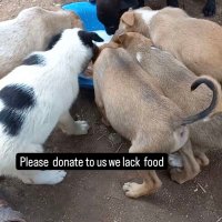 FUR babies (@love2fur_babes) 's Twitter Profile