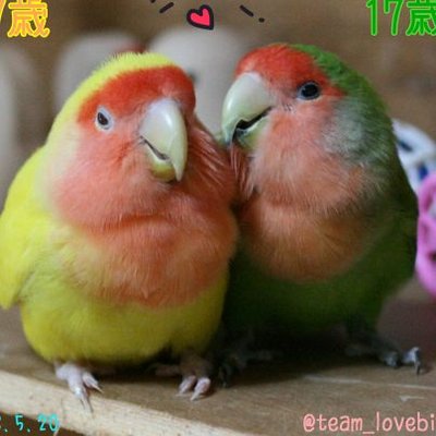 人気作家様　鳥ちゃん ゆきちゃん＠鳥様専属お世話係 (@teamlovebird) / Posts / X