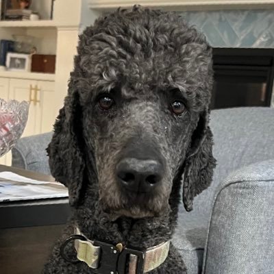 Gaston_Poodle's profile picture. Border Patrol/Homeland Security/Defender & Protector. RIP Peanut. “Not all who wander are lost.” JRR Tolkien