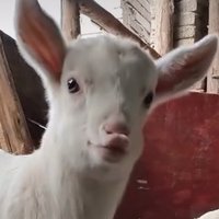 ぴろたん (@pirosnowtan) 's Twitter Profile Photo