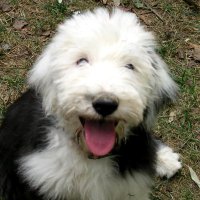 Robert Lane (@robertl58302980) 's Twitter Profile