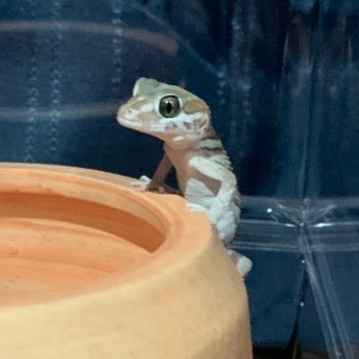 爬虫類飼育1年目🔰飼育生体→ レオパ×2、ボールパイソン×8、ソメワケササクレヤモリ×2、クレステッドゲッコー、クランウェルツノガエル、コーンスネーク、チャグロサソリ、サンタレムピンクヘアード、チャコジャイ、ベタ、サザナミインコ