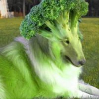 green dog (@hungryhippo1027) 's Twitter Profile Photo