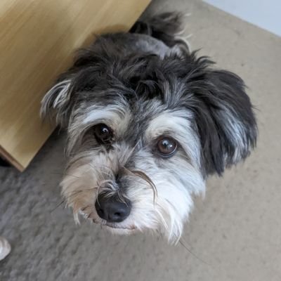 最近ワンコを飼いました。可愛い。
映画等物語をこよなく愛す。
最近は遊戯王、デッドロック、tftとたまにヴァロ。
ポケモンも好き。