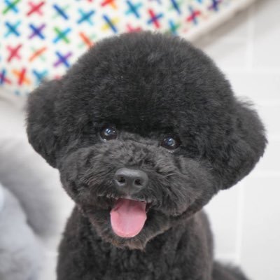 FXと株で“自分を資産に”。波に乗り、波を読む。自由な時間と選択を目指してトレード修行中。愛犬と淡路島暮らし🐶
