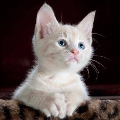 igwemeansking's profile picture. Beaming thoughts from a small planet with big dreams