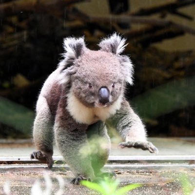 besa77135401's profile picture. x