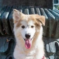 ( Malamute Wif Pica )
Zombie Apocalypse Pack Leader ~
Beans, Bullets, Bitcoin, & Broncos football ~
Faith-Family-Freedom ~
#MAGA/#MAHA *BlockchainTech