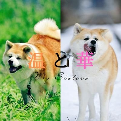 秋田犬の温(はる)と華(はな)の写真や動画を淡々と投稿するアカウント🐶|2匹の日常を極上の癒しに💕⇒毎日を頑張る皆様へお届けしていきます🤝|秋田県大館市・温泉旅館ふるさわおんせん運営中♨|InstagramやYouTube、TikTokも運営開始✨|わんちゃん好きはフォローしに行きます🍀|通知オン嬉しいです🔔