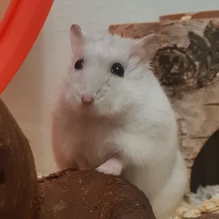 ꒰ა₍ᐢ. ̫ .ᐢ₎ ໒꒱さんのプロフィール画像