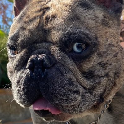 PPSLIPNOT's profile picture. 