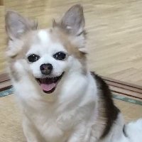 瑠那🍆 (@veniyuki) Twitter profile photo
