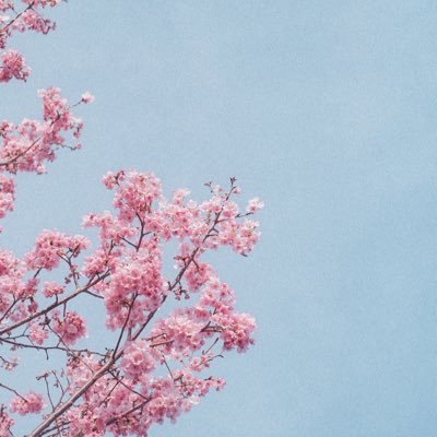 ame_writer's profile picture. ライター | もくもく日常 | ハーブ検定1級 | 好き⇨紅茶・温泉・お香・動物🪿etc… | #webライターと繋がりたい